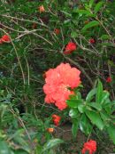 L'île de Pétrarque