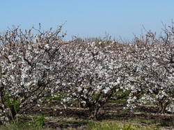 11 Avril 2015  déjeuner champêtre