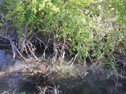 11 Avril 2015  Pernes les fontaines la vitriére