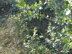 11 Avril 2015  St Barthélémy  à Pernes