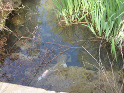 9 Avril 2016 , à Belle Croix entre Venasque et St Didier