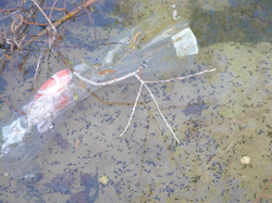 9 Avril 2016 , à Belle Croix entre Venasque et St Didier