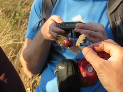 A l'affut du Grand Duc dans le défend