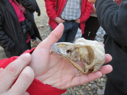 A l'affut du Grand Duc dans le défend