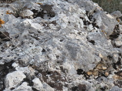 A l'affut du Grand Duc dans le défend