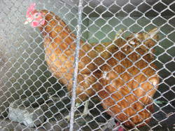 A la découverte du Parc naturel régional  du Mont Pilat