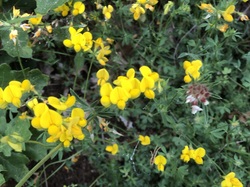 Au pied de la montagne bleue d'Angèle