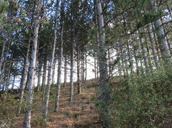 Autour d'une castagnade à Aurel