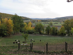 Autour d'une Castagnade à Aurel, au piemont du Ventoux