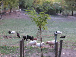 Autour d'une Castagnade à Aurel, au piemont du Ventoux