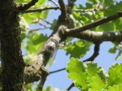 Balade dans la Colline de la Bruyère à Villars