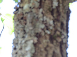 Balade dans la Colline de la Bruyère à Villars