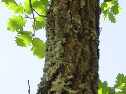Balade dans la Colline de la Bruyère à Villars