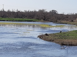 Camargue :Migration de la Grue cendrée, observation des oiseaux aquatiques
