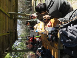 Camargue :Migration de la Grue cendrée, observation des oiseaux aquatiques