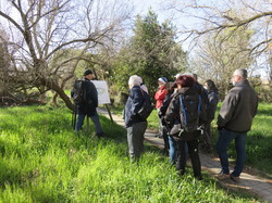 Camargue :Migration de la Grue cendrée, observation des oiseaux aquatiques
