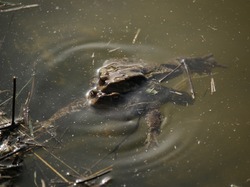Des échelles à batraciens installées au lac de St Trinit