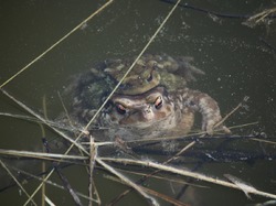 Des échelles à batraciens installées au lac de St Trinit