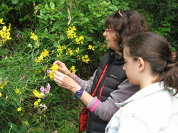 Entre Lavandes et châtaigniers à Aurel