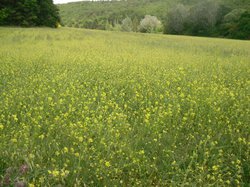 Entre Lavandes et châtaigniers à Aurel