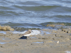 Escapade en Camargue