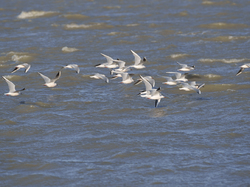 Escapade en Camargue