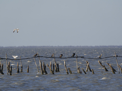 Escapade en Camargue