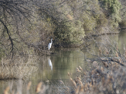 Escapade en Camargue