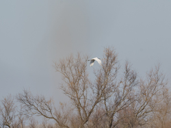 Escapade en Camargue
