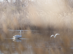 Escapade en Camargue