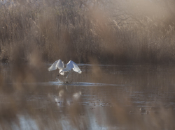 Escapade en Camargue