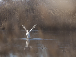 Escapade en Camargue