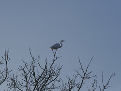 Escapade en Camargue