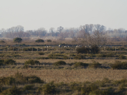 Escapade en Camargue