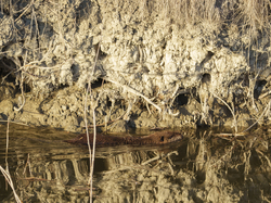 Escapade en Camargue