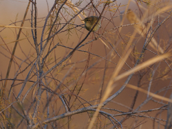 Escapade en Camargue