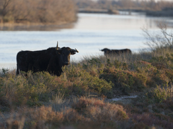 Escapade en Camargue