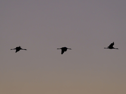 Escapade en Camargue