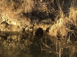 Escapade en Camargue