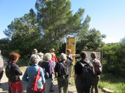 Flore & Insectes : un mariage excetionnel