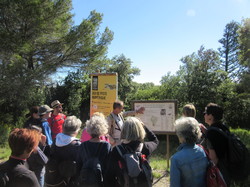 Flore & Insectes : un mariage excetionnel