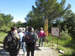 Flore & Insectes : un mariage excetionnel