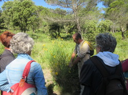 Flore & Insectes : un mariage excetionnel