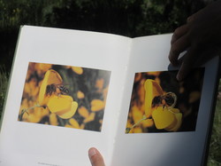 Flore & Insectes : un mariage excetionnel