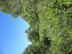 Flore & Insectes : un mariage excetionnel