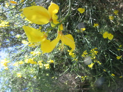 Flore & Insectes : un mariage excetionnel