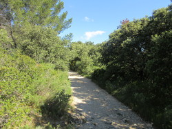 Flore & Insectes : un mariage excetionnel