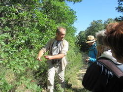 Flore & Insectes : un mariage excetionnel