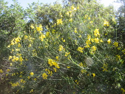 Flore & Insectes : un mariage excetionnel