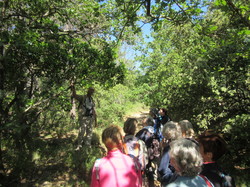 Flore & Insectes : un mariage excetionnel